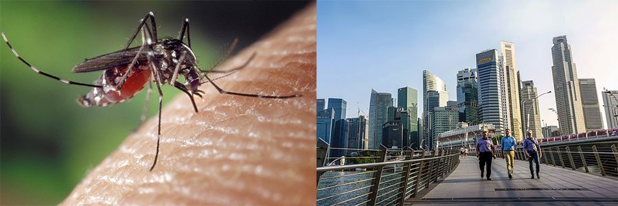 singapore-zika-virus